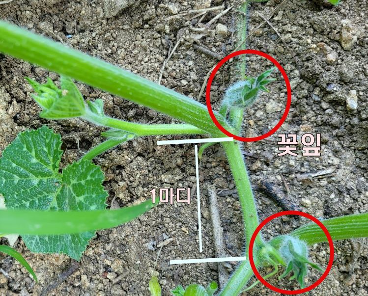 마디와 꽃잎