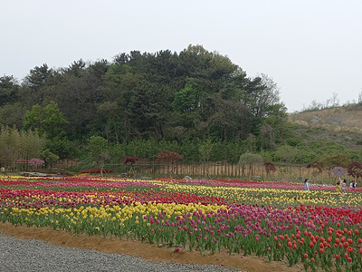 튤립단지 사진