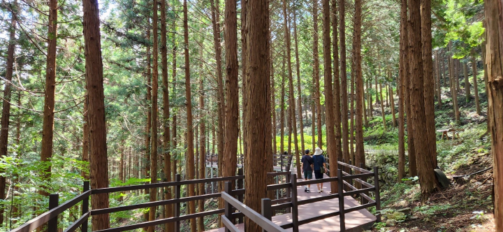 무등산 편백자연휴양림(화순) 편백숲에 잘 조성된 데크길