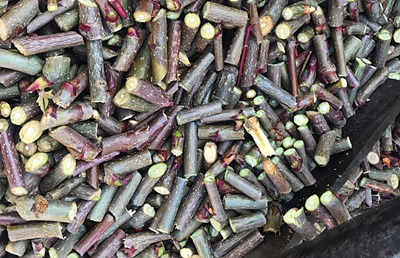 마가목 나무 사진