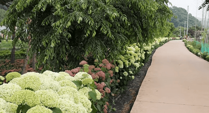 공주 수국 축제