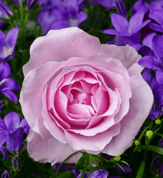 삼척장미축제 일정 입장료 주차장 관람꿀팁