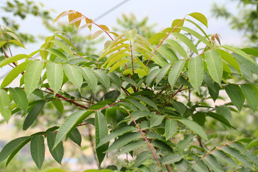 옻나무, 녹색, 나뭇잎, 나뭇가지