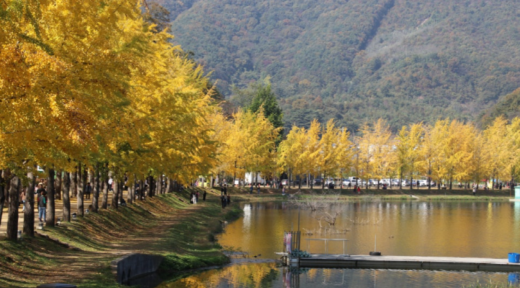 괴산 문광저수지 은행나무길