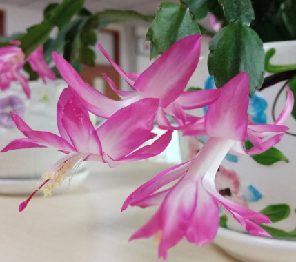 겨울 꽃 게발선인장