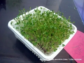 새싹브로콜리 재배 트레이 파종 물 관리 영양 풍부_15