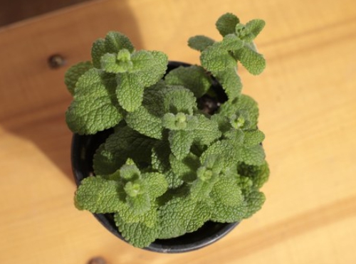 가을에 피는 꽃 종류 애플민트