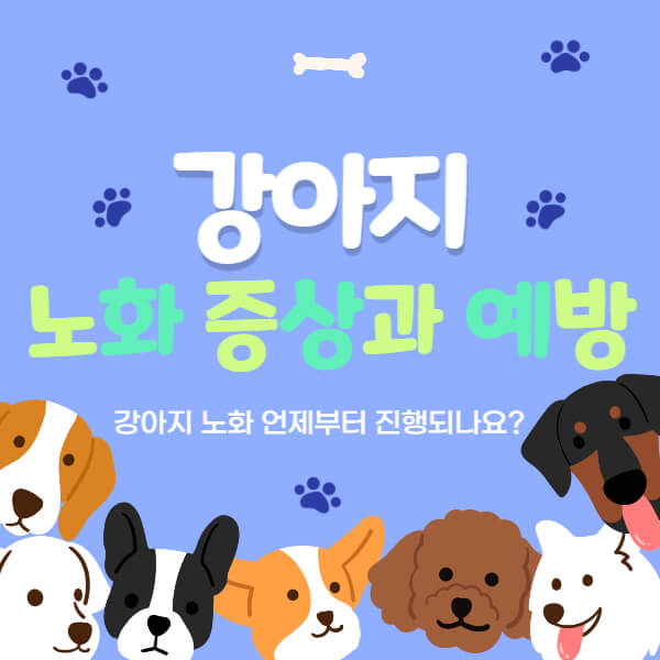 강아지_노화_썸네일
