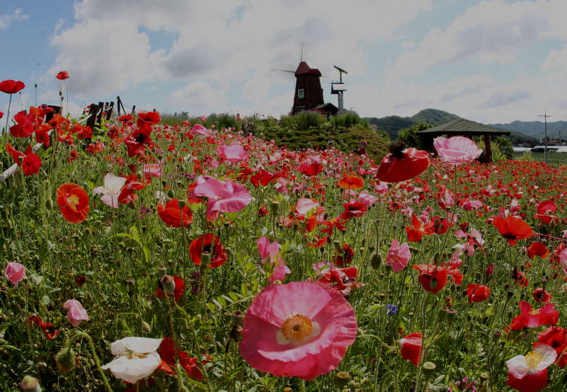 악양둑방 풍차와 양귀비꽃밭 사진