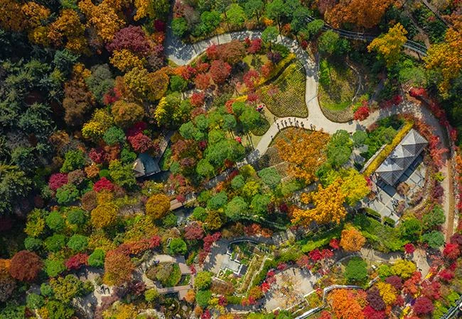 화담숲 가을 단풍