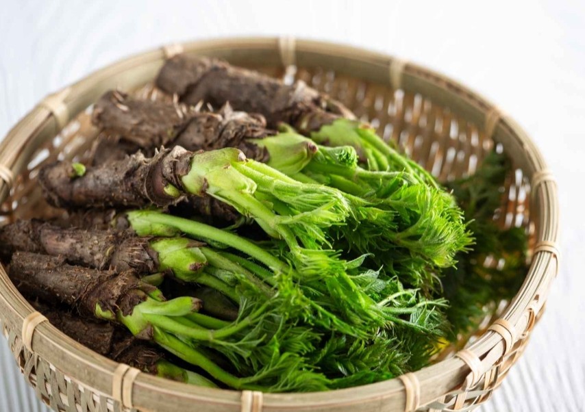 봄의 대표나물 두릅