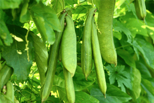 작두콩차 효능09