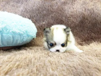 전 세계에서 가장 비싼 강아지 TOP20 몸값 높은 명품견 총정리 안내_8