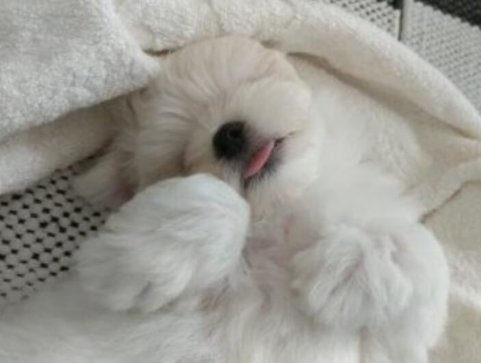 강아지입양 준비