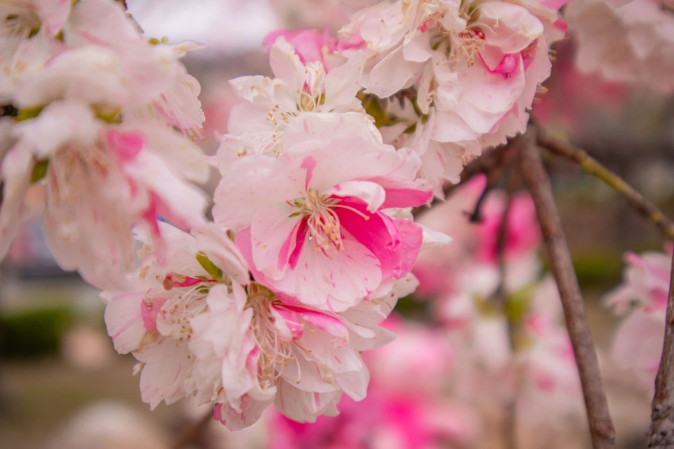 대구근교 고령 도진마을 무릉원 능수도화 꽃구경🌸
