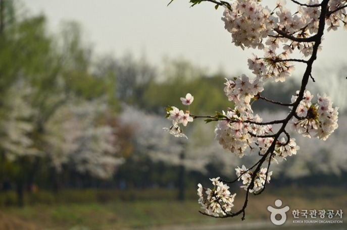 벚꽃 개화시기 총정리4