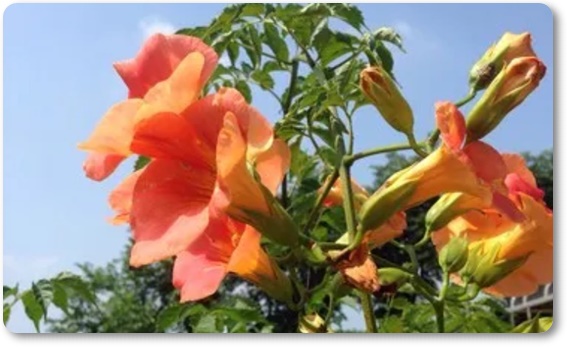 아름다운 꽃의 매력 능소화 꽃말/특성/재배법/활용법/관광 명소