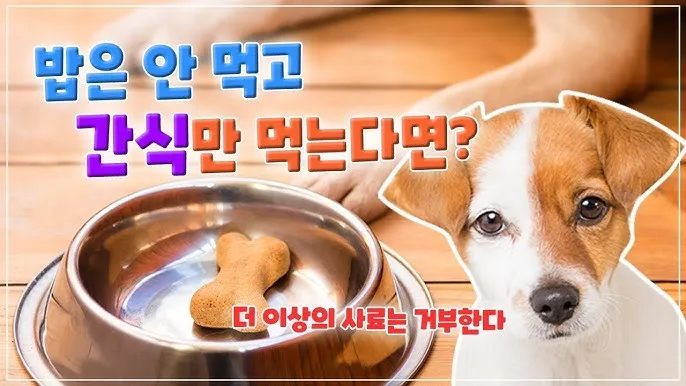 강아지 밥 거부 9가지 원인과 해결책 총정리_6