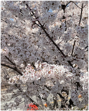 낙동제방벚꽃길