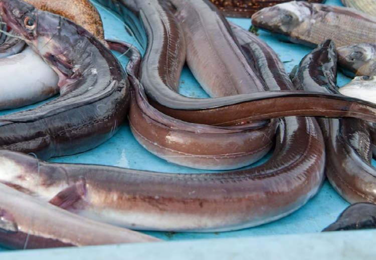 장어 효능 칼로리