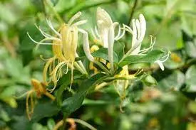 인동덩굴꽃봉오리