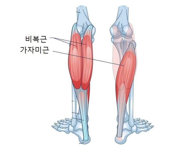 종아리근육