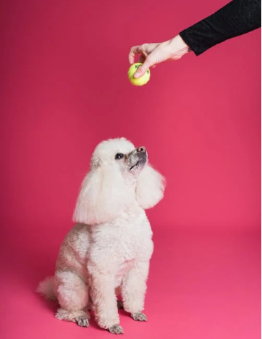 강아지 훈련관련 사진