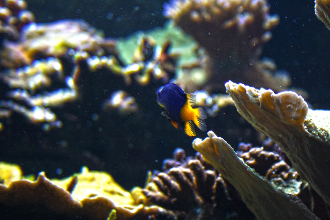 Pisces
