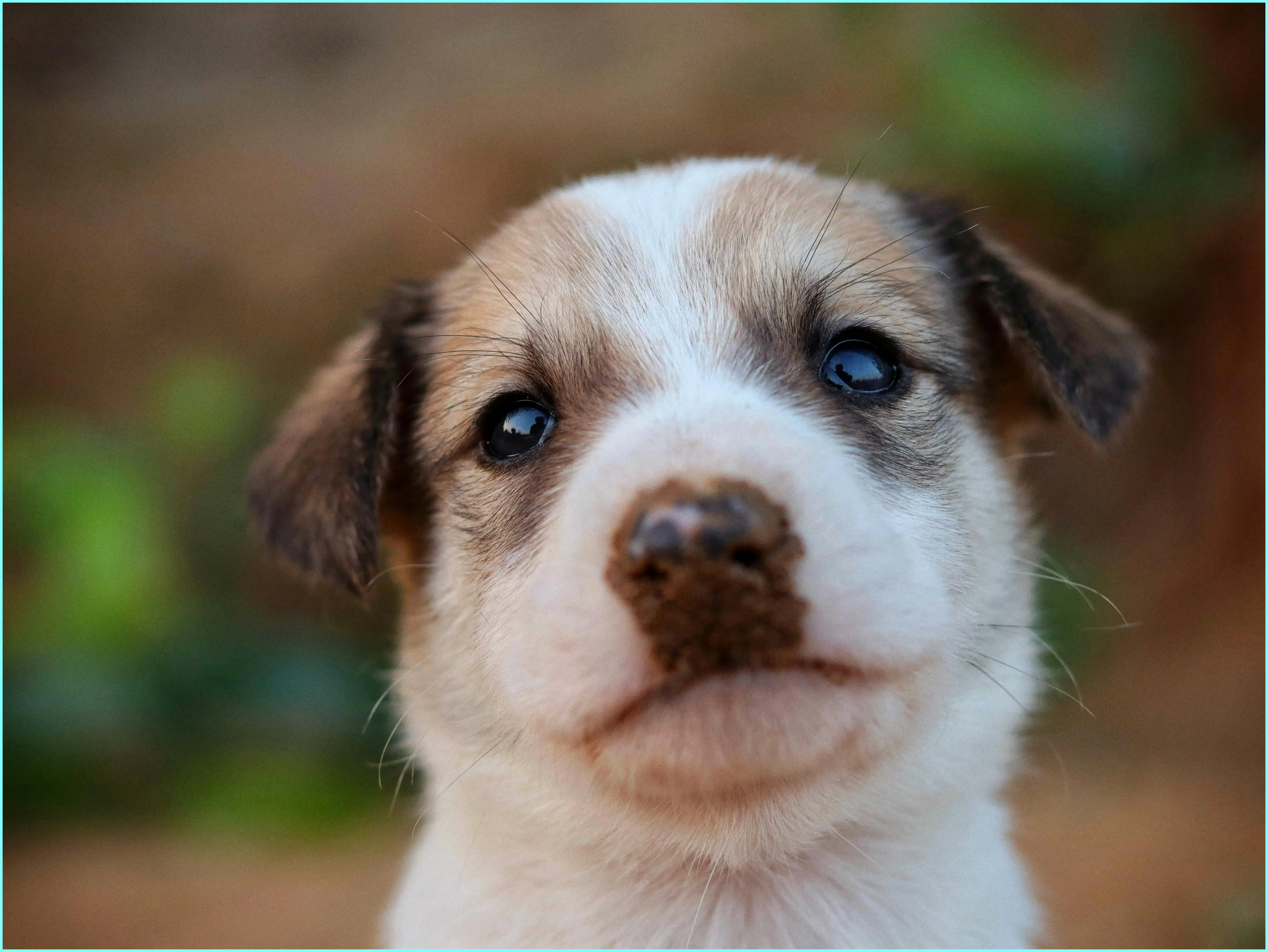 강아지 감 먹어도 되나요? 안전하게 먹이는 방법과 주의점