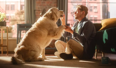 Golden Retriever/출처:어도비스톡