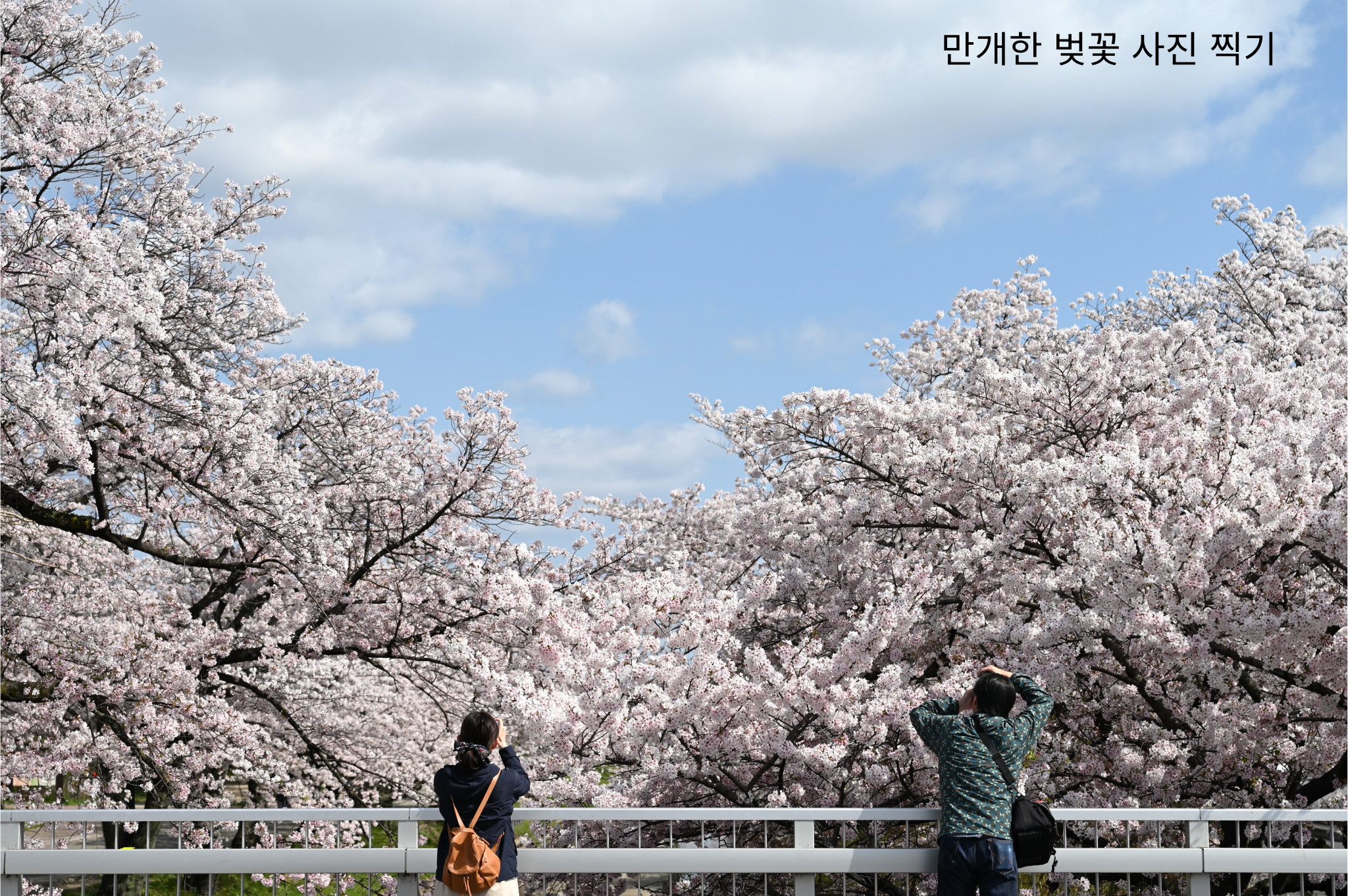 벚꽃 사진 잘 찍는 방법
