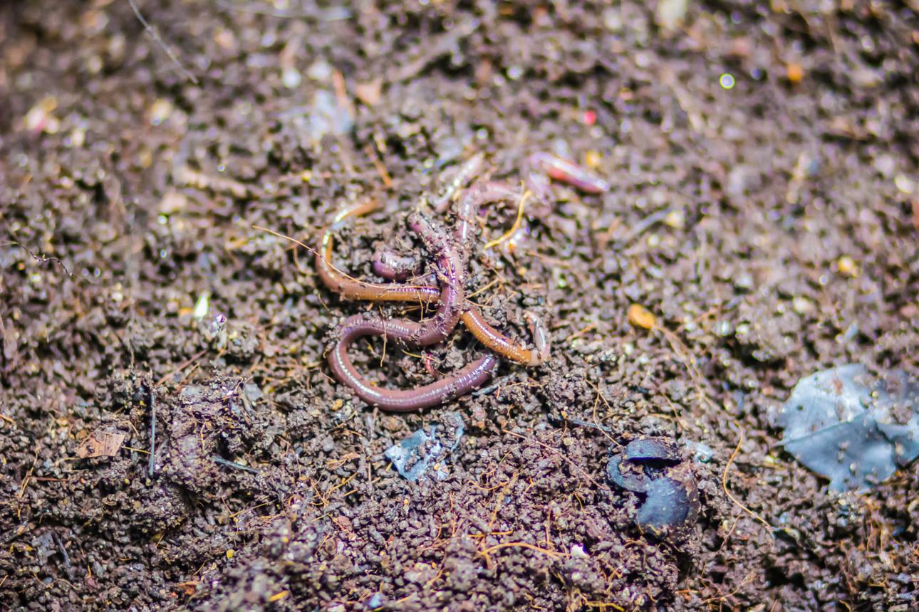 더 건강한 식물을 위한 퇴비 만들기