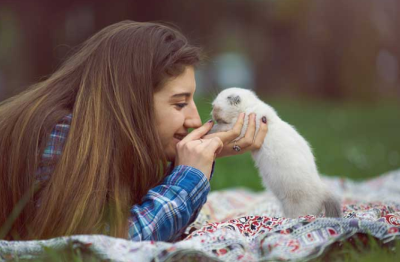 스코티시 폴드의 이미지