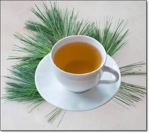 솔잎 차 효능