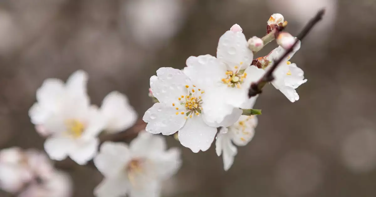 봄에 피는 흰색 꽃 매화