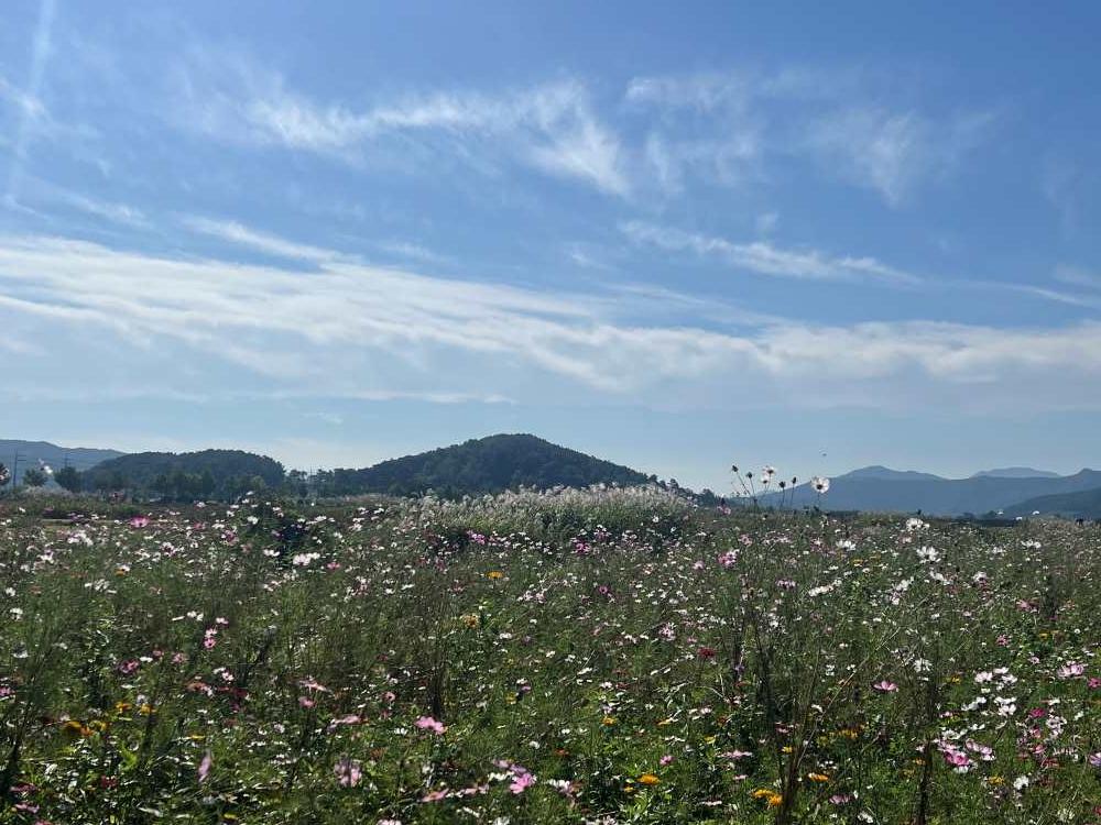 분황사 코스모스