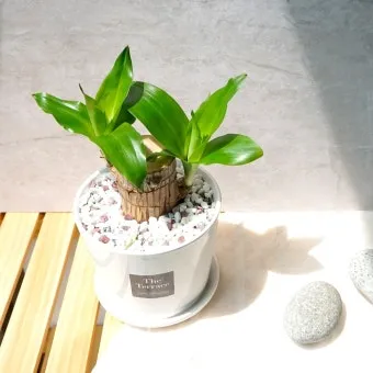 행운목 화분에서 키우기, 자르기, 물주기, 분갈이시기, 꽃피는시기_47