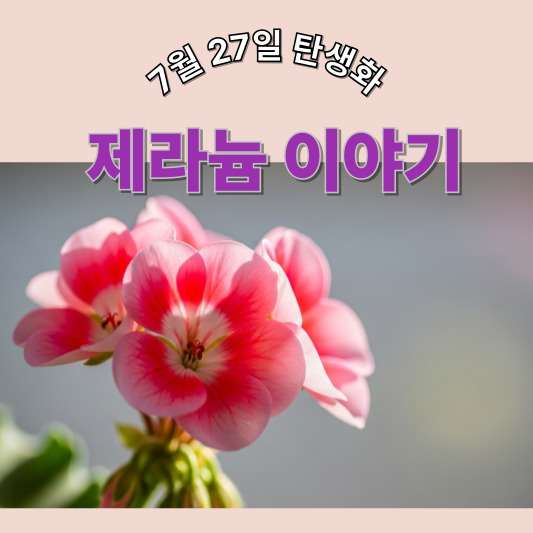 7월 27일 탄생화, 제라늄 - 향기로 남는 마음