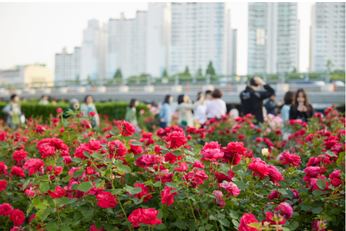 서울 장미축제 일정