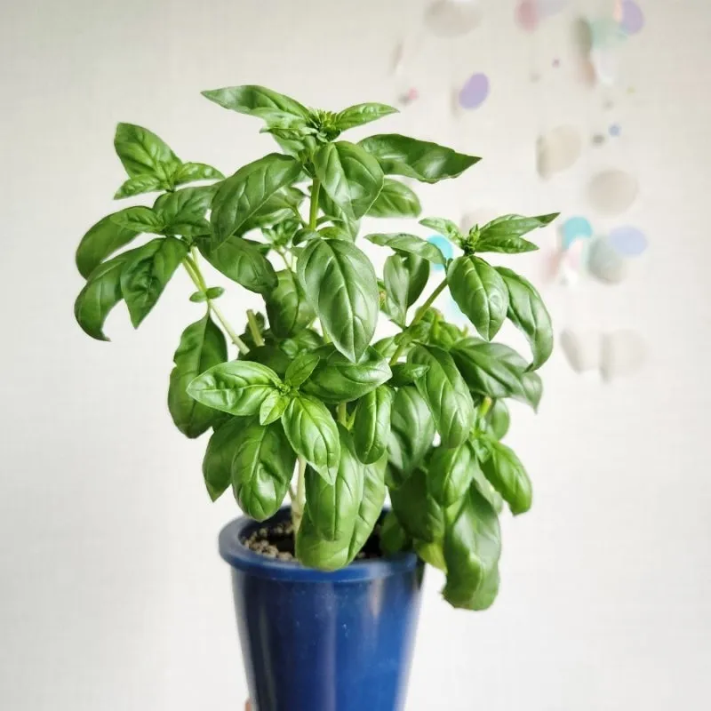 바질 키우기 물주기 수확시기 가지치기 향 유지 실내 허브 가이드_3