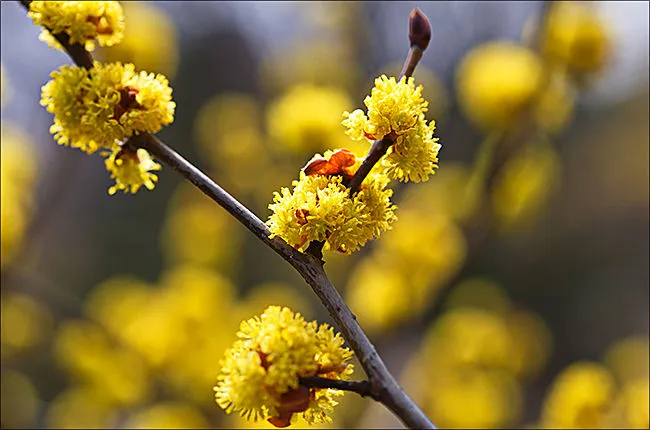 생강나무 꽃 개화시기 모양 특징_3