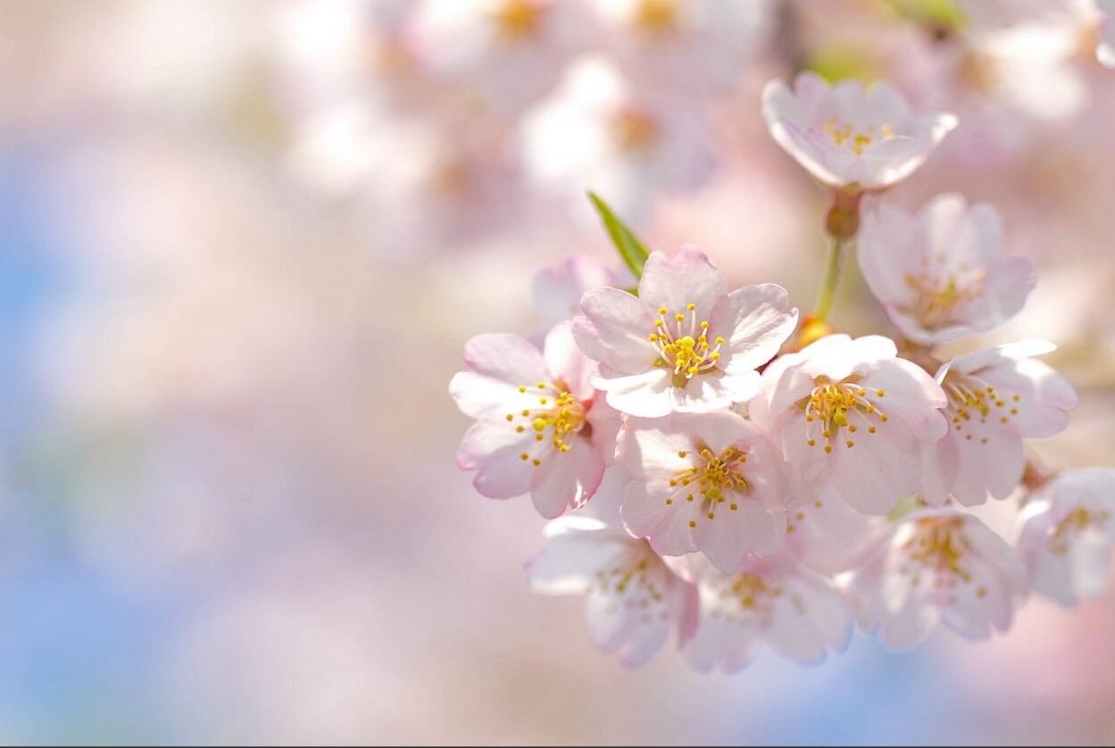 벚꽃 개화시기 축제 명소