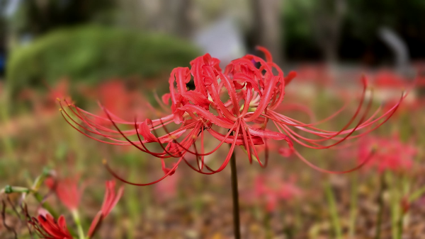 분당 중앙공원 꽃무릇7