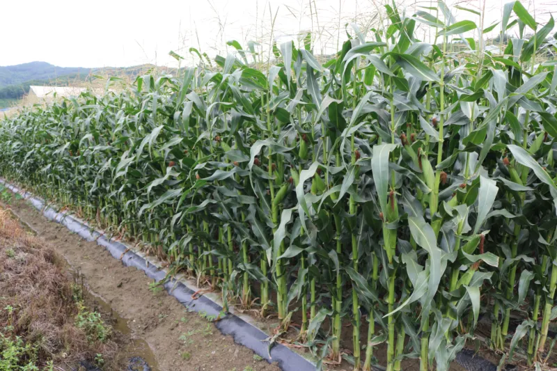 옥수수 재배 수분 수정 바람 피해 예방 거름 주기_5