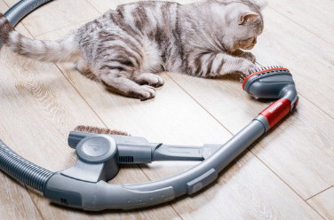 드라이기와 고양이.