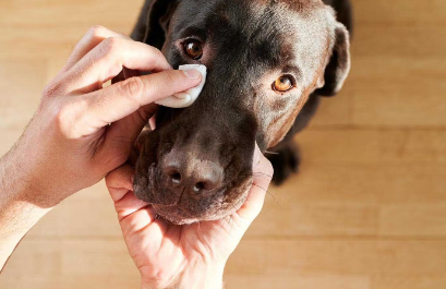눈물을 닦는 개