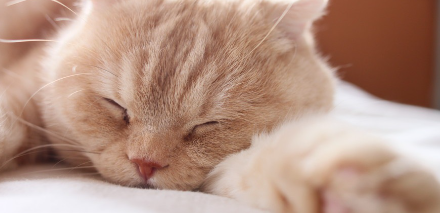 잠든 고양이