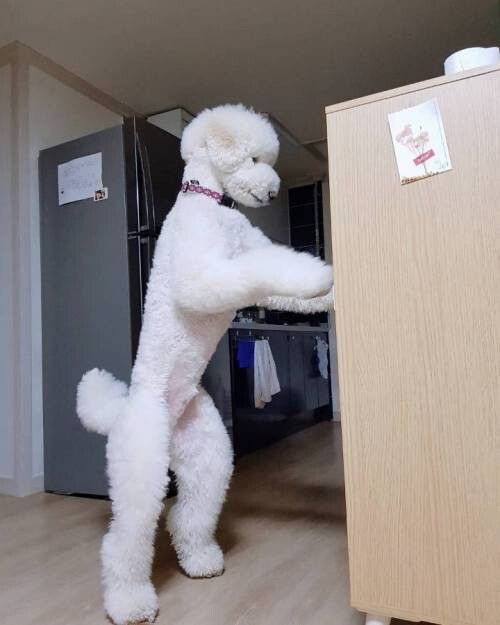 서랍장 정리하는 스탠다드 푸들