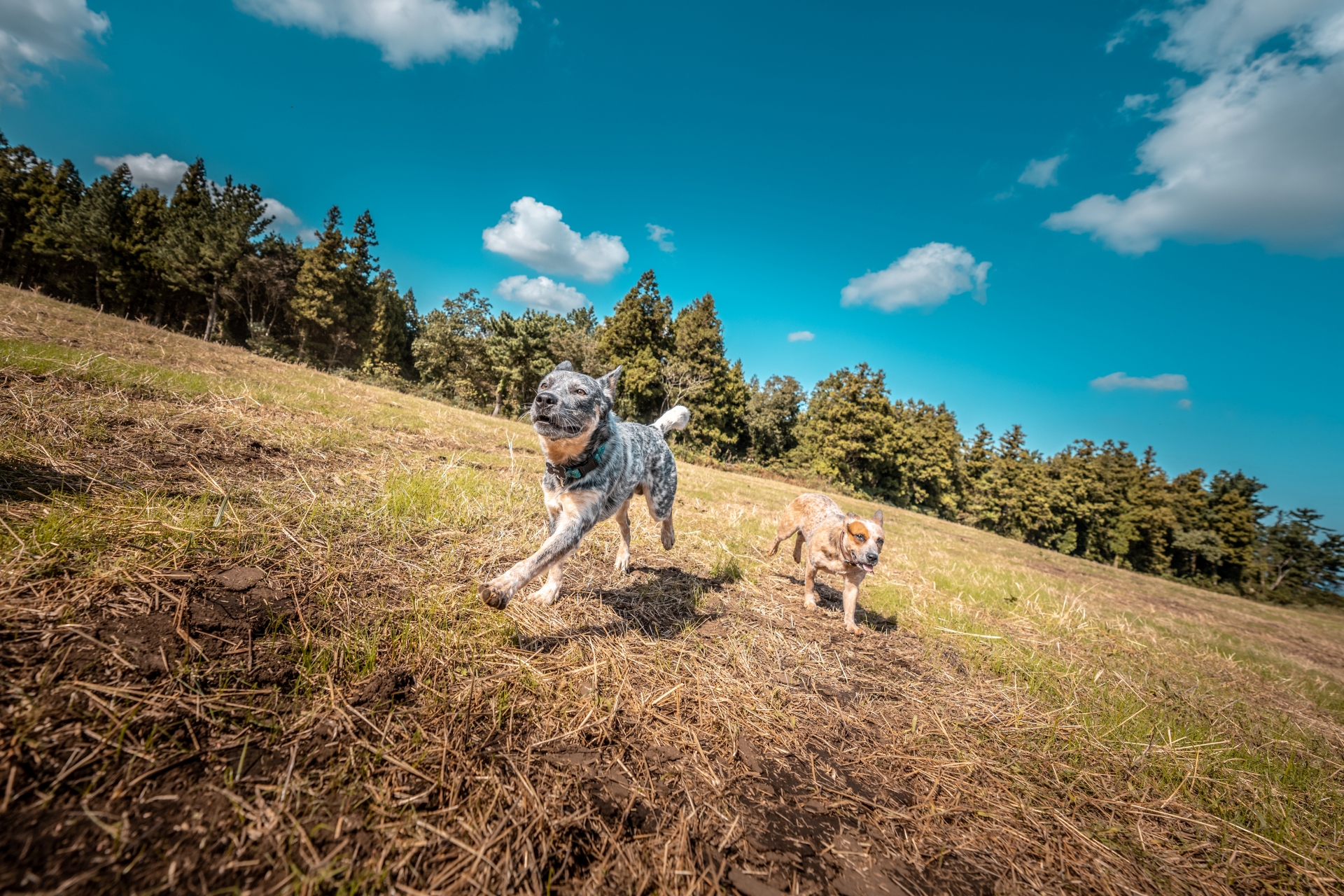 반려견 산책 사진