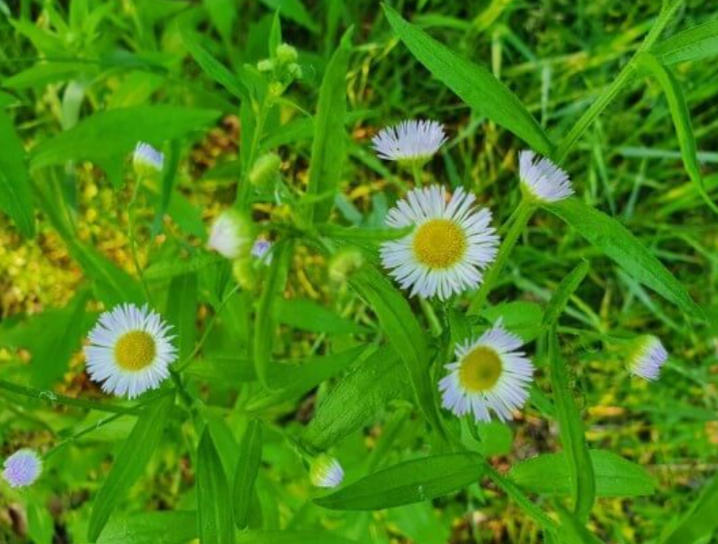 망초대 나물 무침